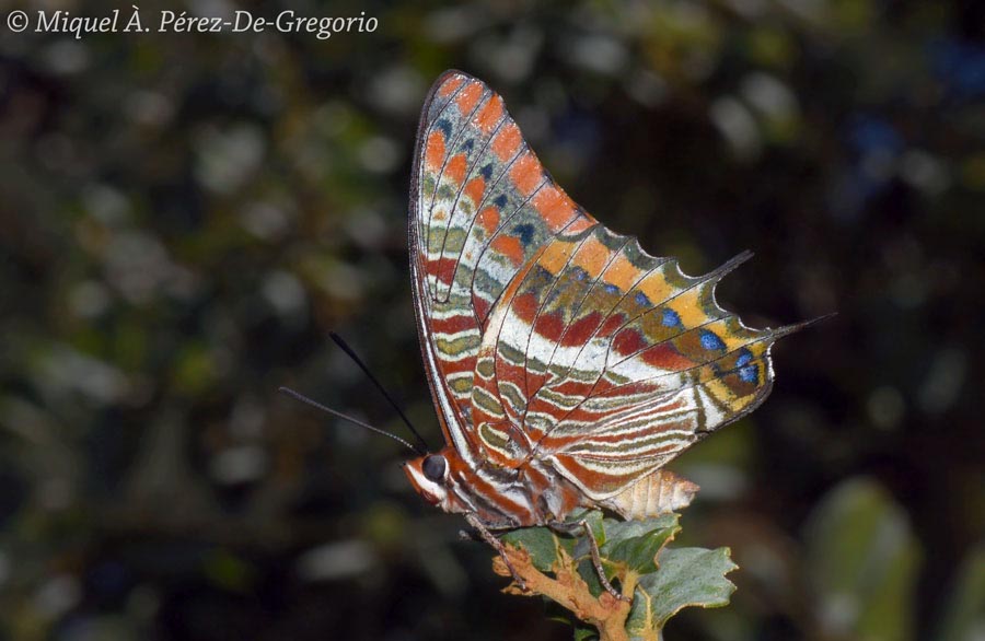 Charaxes jasius